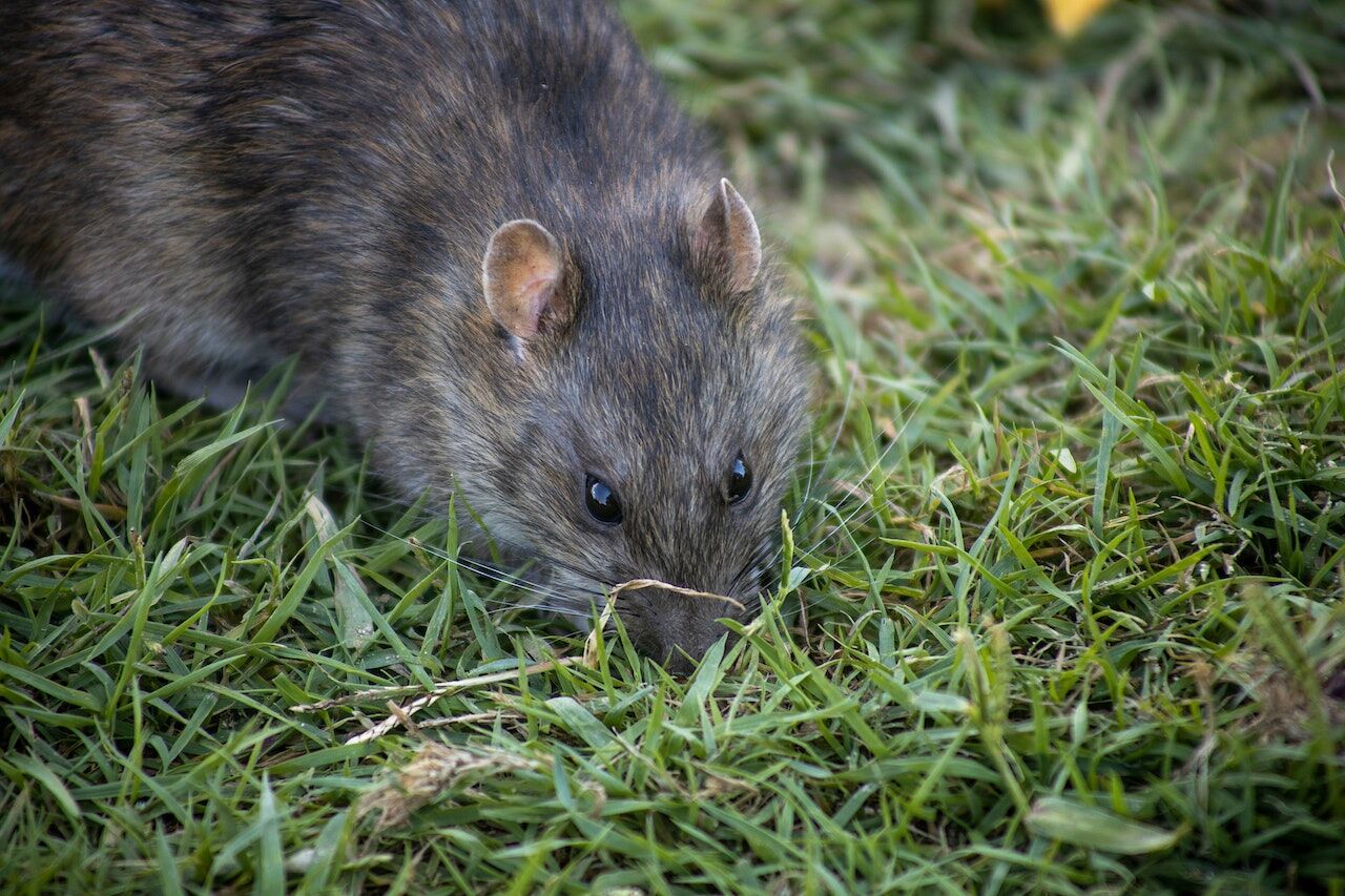 How To Deal With Rats Under Decking (5 Easy Steps)